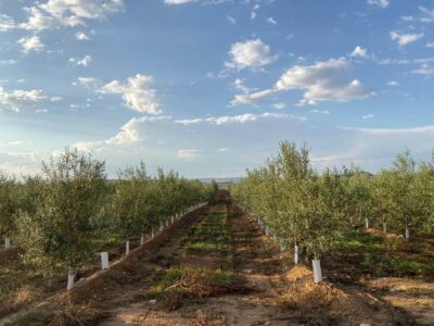 huile d'olive vierge extra espagnole